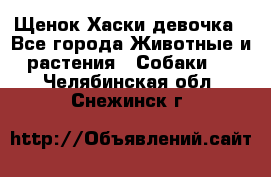 Щенок Хаски девочка - Все города Животные и растения » Собаки   . Челябинская обл.,Снежинск г.